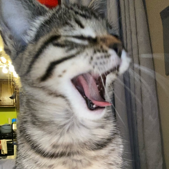 Meet your Posher, Joslyn - Picture 5 of 6